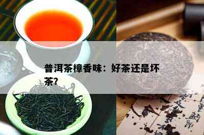 普洱茶樟香味：好茶还是坏茶？