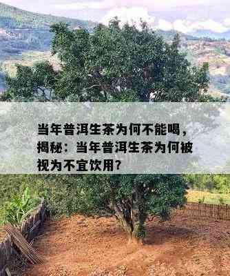 当年普洱生茶为何不能喝，揭秘：当年普洱生茶为何被视为不宜饮用？