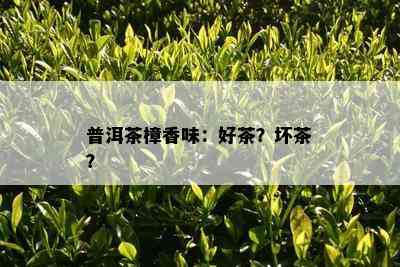 普洱茶樟香味：好茶？坏茶？