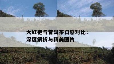 大红袍与普洱茶口感对比：深度解析与精美图片