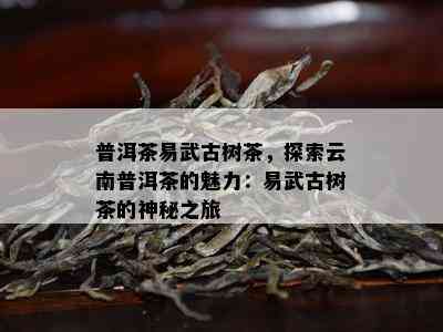 普洱茶易武古树茶，探索云南普洱茶的魅力：易武古树茶的神秘之旅