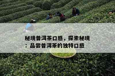 秘境普洱茶口感，探索秘境：品尝普洱茶的特别口感