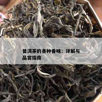 普洱茶的各种香味：详解与品尝指南