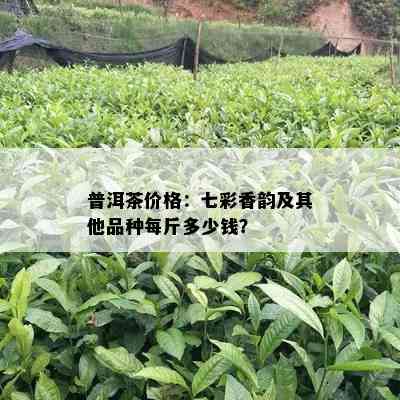 普洱茶价格：七彩香韵及其他品种每斤多少钱？