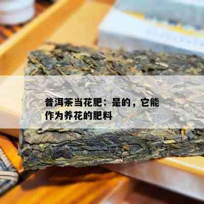 普洱茶当花肥：是的，它能作为养花的肥料