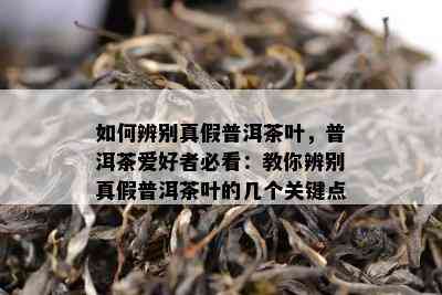 怎样辨别真假普洱茶叶，普洱茶爱好者必看：教你辨别真假普洱茶叶的几个关键点