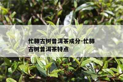 忙肺古树普洱茶成分-忙肺古树普洱茶特点