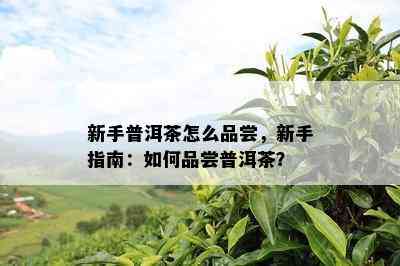 新手普洱茶怎么品尝，新手指南：怎样品尝普洱茶？