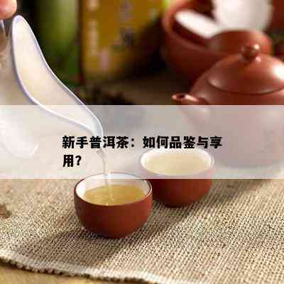 新手普洱茶：怎样品鉴与享用？