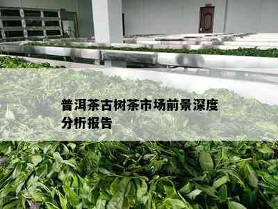 普洱茶古树茶市场前景深度分析报告