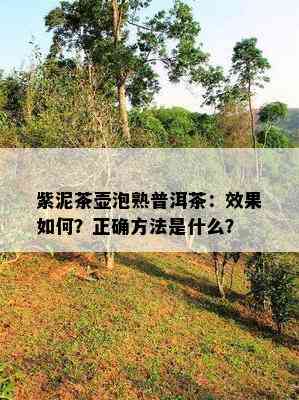 紫泥茶壶泡熟普洱茶：效果怎样？正确方法是什么？