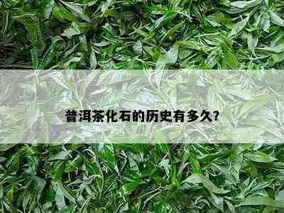 普洱茶化石的历史有多久？