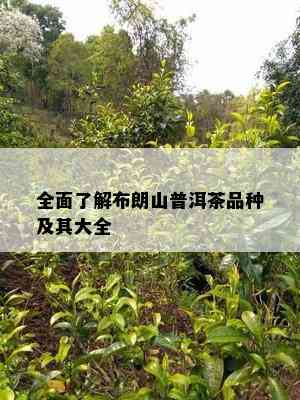 全面熟悉布朗山普洱茶品种及其大全