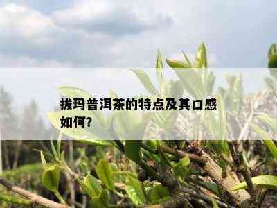 拔玛普洱茶的特点及其口感怎样？