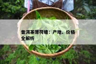 普洱茶薄荷塘：产地、价格全解析