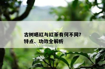 古树晒红与红茶有何不同？特点、功效全解析