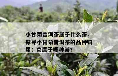 小甘菊普洱茶属于什么茶，探寻小甘菊普洱茶的品种归属：它属于哪种茶？