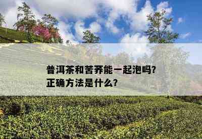 普洱茶和苦荞能一起泡吗？正确方法是什么？