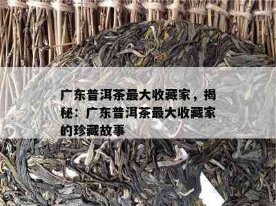 广东普洱茶更大收藏家，揭秘：广东普洱茶更大收藏家的珍藏故事