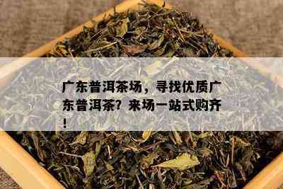 广东普洱茶场，寻找优质广东普洱茶？来场一站式购齐！