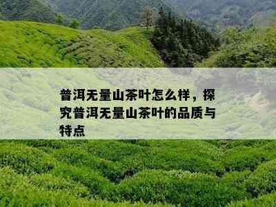 普洱无量山茶叶怎么样，探究普洱无量山茶叶的品质与特点