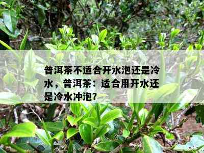 普洱茶不适合开水泡还是冷水，普洱茶：适合用开水还是冷水冲泡？