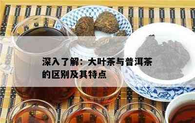 深入了解：大叶茶与普洱茶的区别及其特点