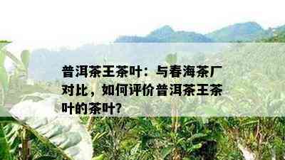 普洱茶王茶叶：与春海茶厂对比，如何评价普洱茶王茶叶的茶叶？