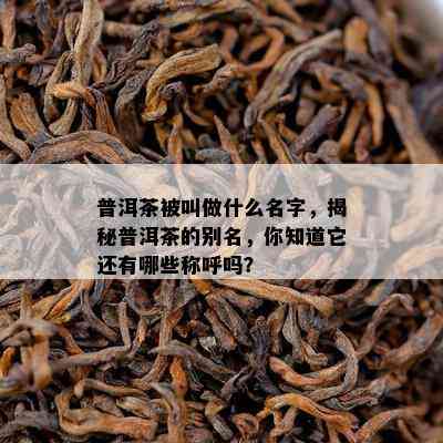 普洱茶被叫做什么名字，揭秘普洱茶的别名，你知道它还有哪些称呼吗？