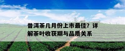 普洱茶几月份上市更佳？详解茶叶收获期与品质关系