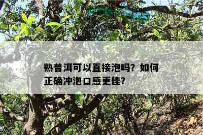 熟普洱可以直接泡吗？怎样正确冲泡口感更佳？