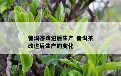 普洱茶改进后生产-普洱茶改进后生产的变化