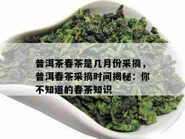 普洱茶春茶是几月份采摘，普洱春茶采摘时间揭秘：你不知道的春茶知识