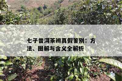 七子普洱茶辨真假鉴别：方法、图解与含义全解析