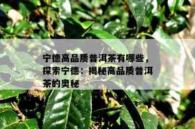 宁德高品质普洱茶有哪些，探索宁德：揭秘高品质普洱茶的奥秘