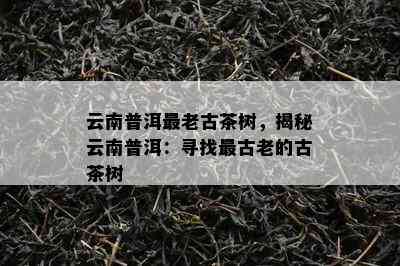 云南普洱最老古茶树，揭秘云南普洱：寻找最古老的古茶树