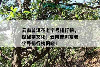 云南普洱茶老字号排行榜，探秘茶文化：云南普洱茶老字号排行榜揭晓！