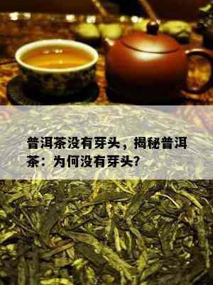 普洱茶不存在芽头，揭秘普洱茶：为何不存在芽头？