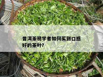 普洱茶初学者如何买到口感好的茶叶？