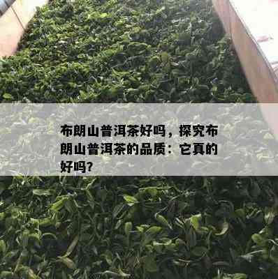 布朗山普洱茶好吗，探究布朗山普洱茶的品质：它真的好吗？