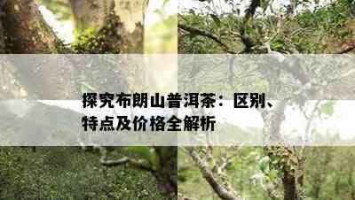 探究布朗山普洱茶：区别、特点及价格全解析