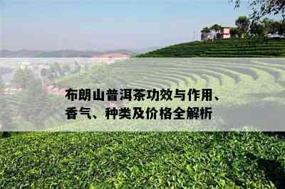 布朗山普洱茶功效与作用、香气、种类及价格全解析