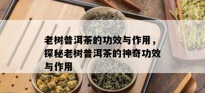 老树普洱茶的功效与作用，探秘老树普洱茶的神奇功效与作用