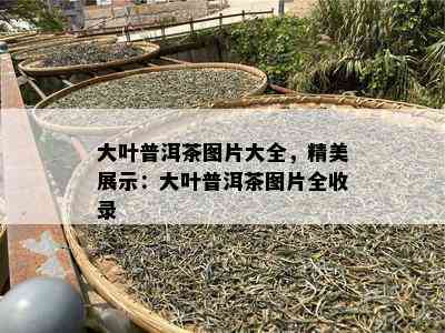 大叶普洱茶图片大全，精美展示：大叶普洱茶图片全收录