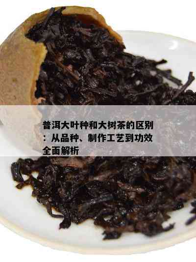 普洱大叶种和大树茶的区别：从品种、制作工艺到功效全面解析