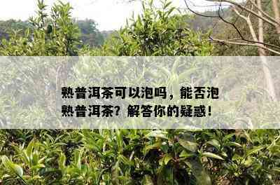 熟普洱茶可以泡吗，能否泡熟普洱茶？解答你的疑惑！