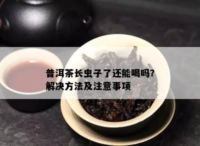 普洱茶长虫子了还能喝吗？解决方法及注意事项