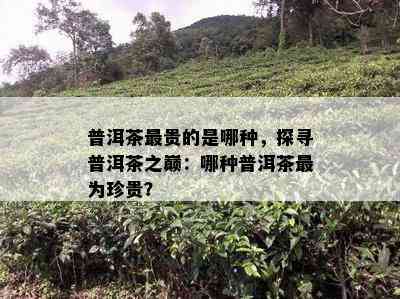 普洱茶最贵的是哪种，探寻普洱茶之巅：哪种普洱茶最为珍贵？