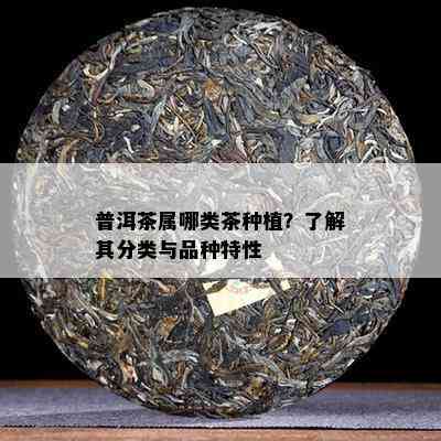 普洱茶属哪类茶种植？了解其分类与品种特性