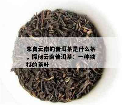 来自云南的普洱茶是什么茶，探秘云南普洱茶：一种独特的茶叶